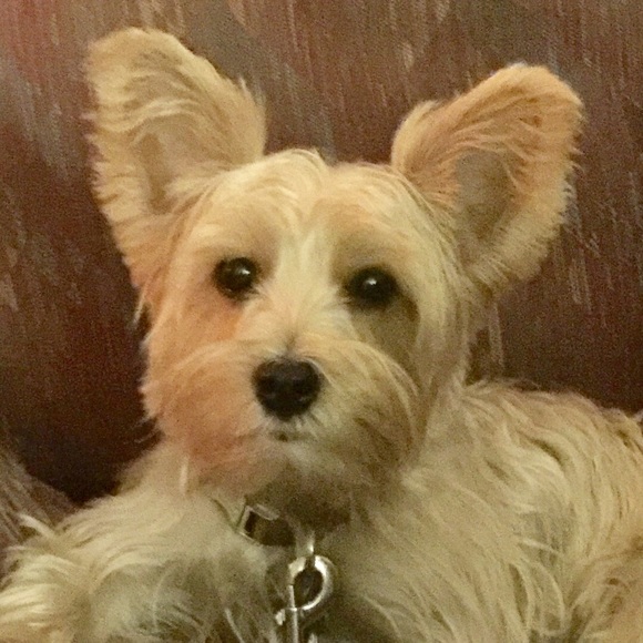 Meet your Posher, Chris - Picture 1 of 1